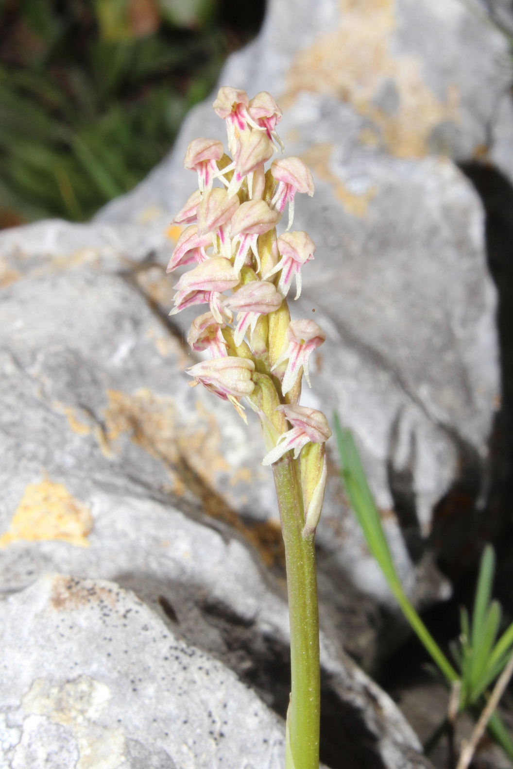 Orchidee dal promontorio del Gargano